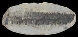 Pecopteris Fern Fossil (Pos/Neg) - Mazon Creek #70377-1